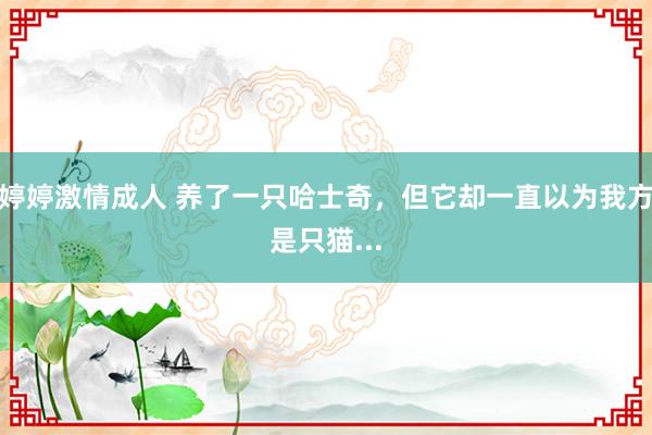 婷婷激情成人 养了一只哈士奇，但它却一直以为我方是只猫...