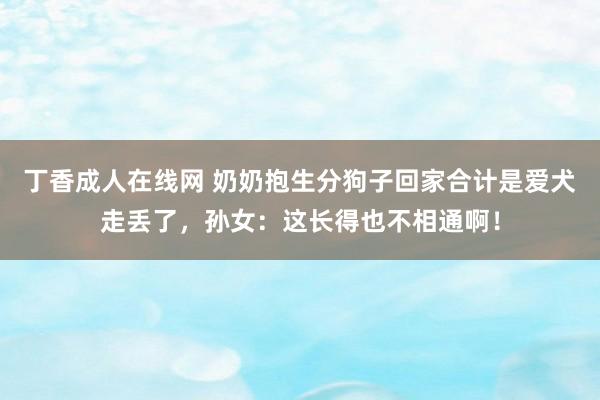 丁香成人在线网 奶奶抱生分狗子回家合计是爱犬走丢了，孙女：这长得也不相通啊！