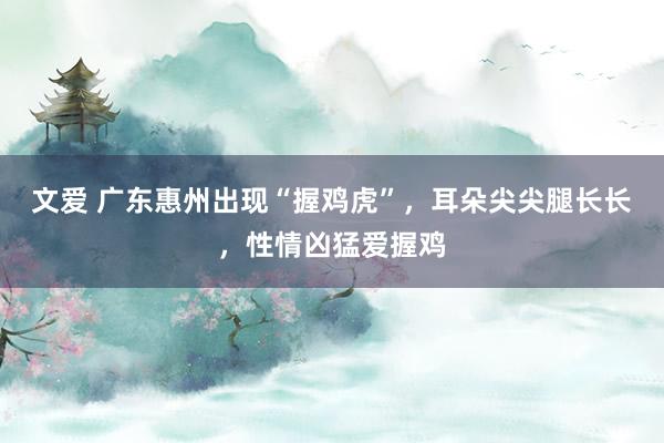 文爱 广东惠州出现“握鸡虎”，耳朵尖尖腿长长，性情凶猛爱握鸡