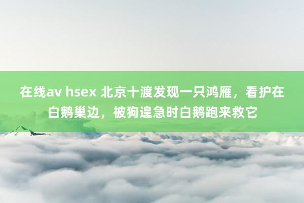 在线av hsex 北京十渡发现一只鸿雁，看护在白鹅巢边，被狗遑急时白鹅跑来救它